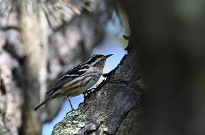 007 Warbler, Black-and-White, 2023-05191687 Parker River NWR, MA